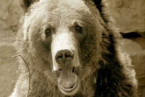 Sepia Grizzly Bear