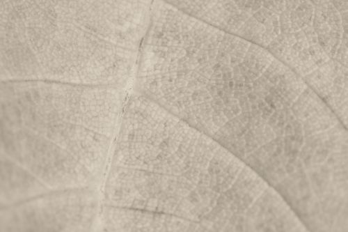 Sepia Leaf Detail