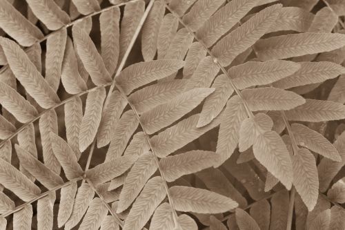 Sepia Leaves Pattern