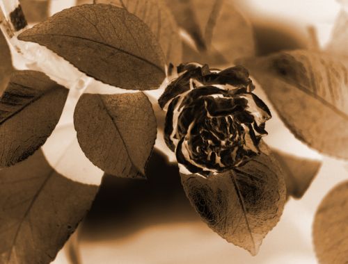 Sepia Tinted Dry Japonica Flower