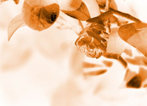 Sepia Toned Drying Flower