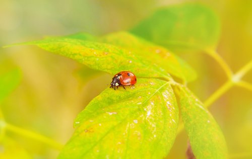 septempunctata  insect  the beetles