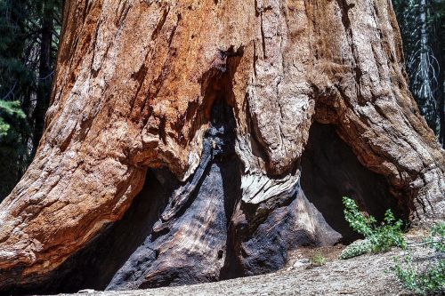 sequioa tree sequioa national park california
