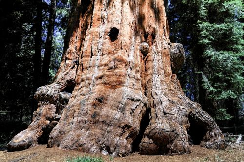 sequioa tree sequioa national park california