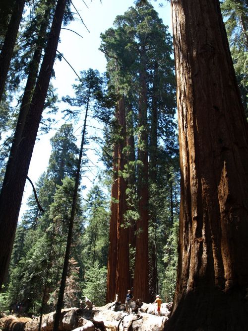 sequoia usa forest