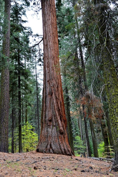 sequoia usa yosemite park