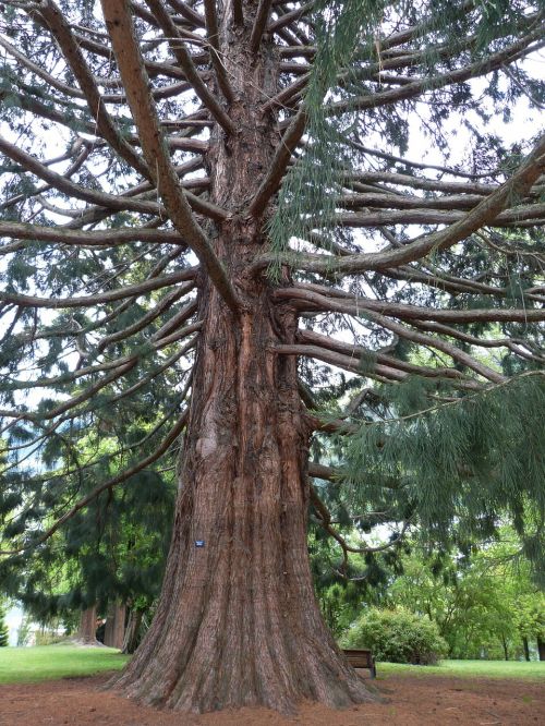sequoia park huge