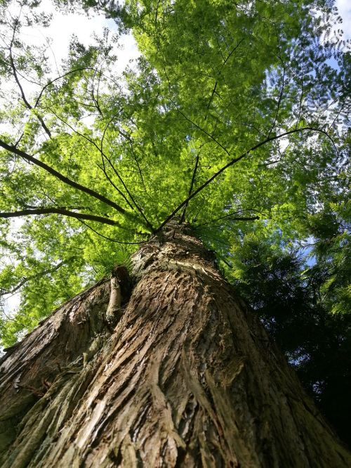 sequoia nature trees