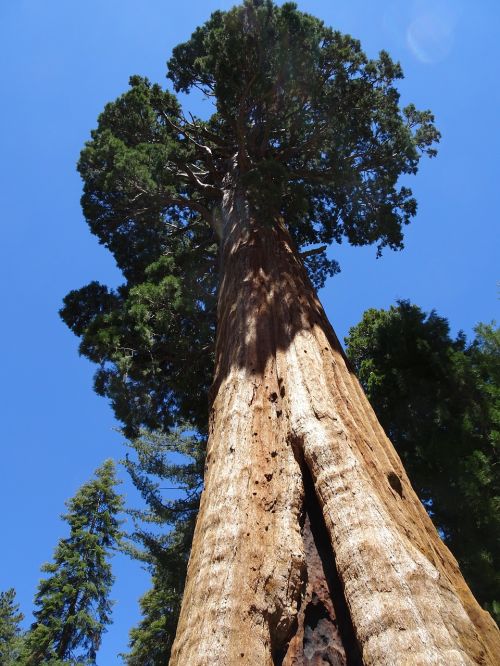 sequoia sequoia national forest tree