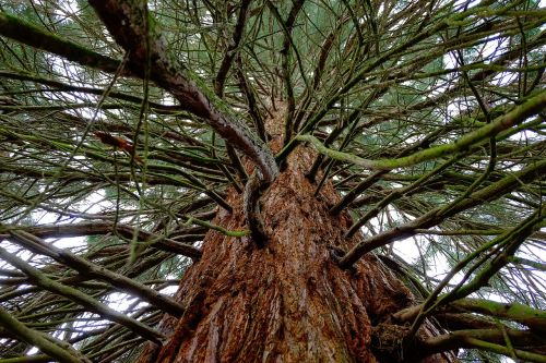 sequoia tree large