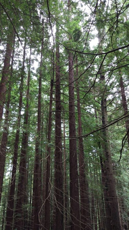 sequoia forest nature