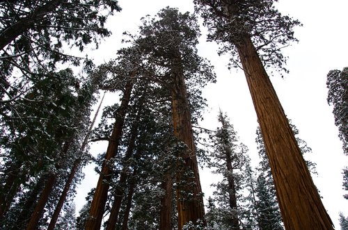 sequoia  snow  grey