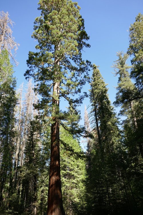 sequoia  tree  forest