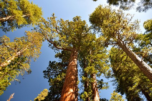 sequoia  sequoias  california