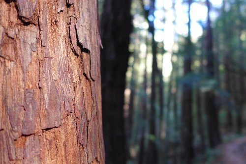 sequoia  bark  tribe
