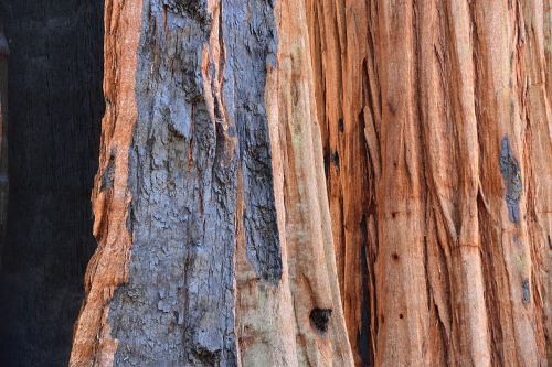 sequoia tree bark