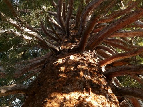 sequoia tribe bark