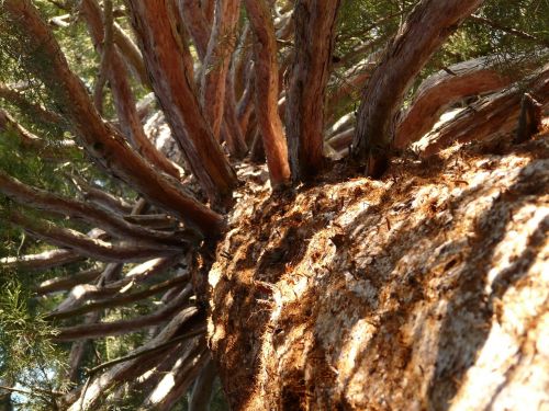 sequoia tribe bark