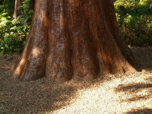 sequoia tribe bark