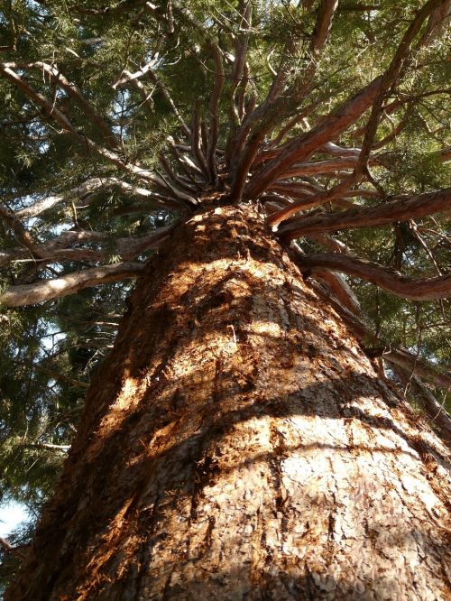 sequoia tribe bark