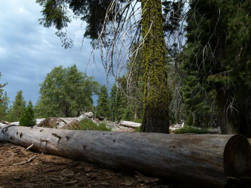 sequoia national park california usa