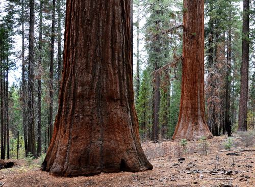 sequoia trees usa yosemite park
