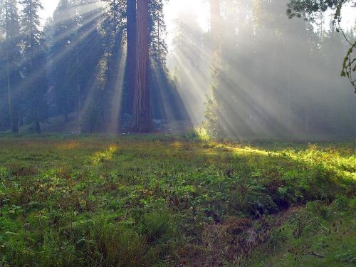 sequoia trees sequoia california