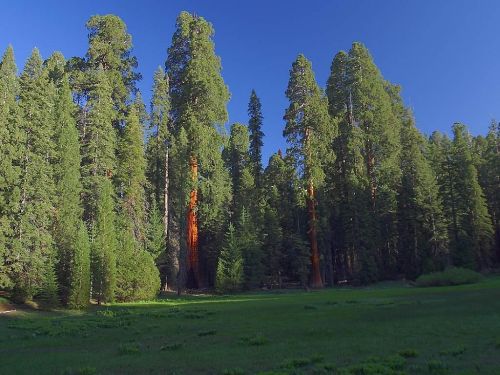 sequoia trees sequoia california