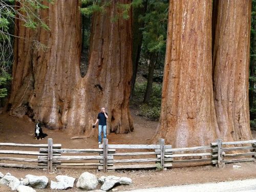 sequoia trees sequoia wood