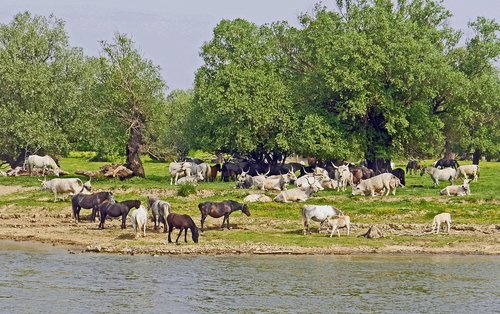 serbia  danube island  free grazing