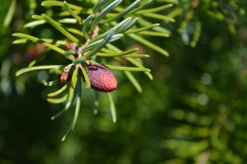 serbian spruce pine cones nature