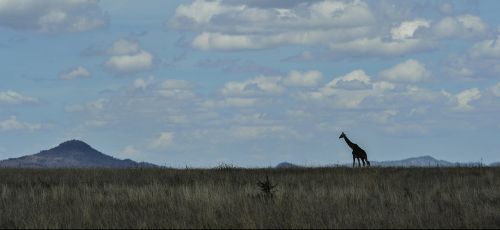 serengeti skyline giraffe