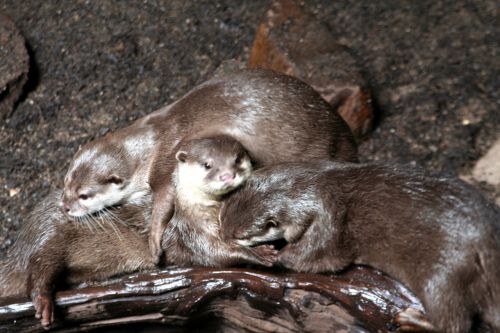 Clawed Otter