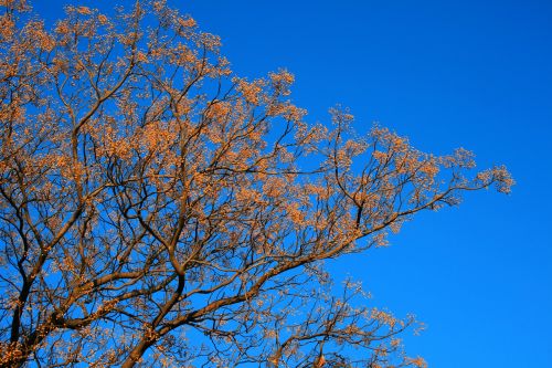 Syringa Tree In Blue Sky