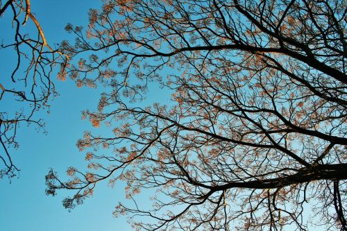Syringa Tree Against Blue Sky