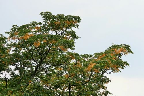 Seringa Tree Covered In Seeds