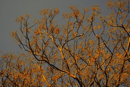 Seringa Tree In Strange Light