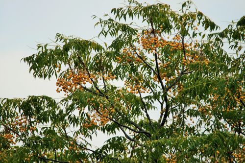 Seringa Tree With Yellow Seeds
