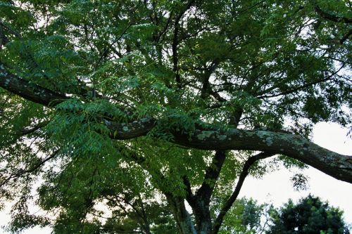 Seringa Tree