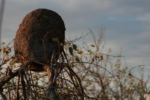 sertao hive brazil