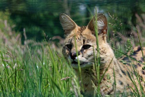 serval animal cat