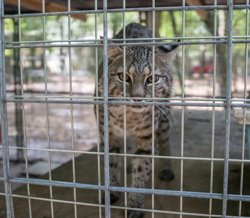 serval  big cat  rescue