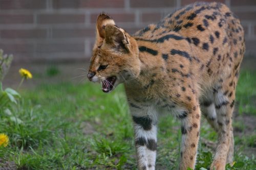 servals small cat wildcat