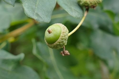 sessile oak fruit young