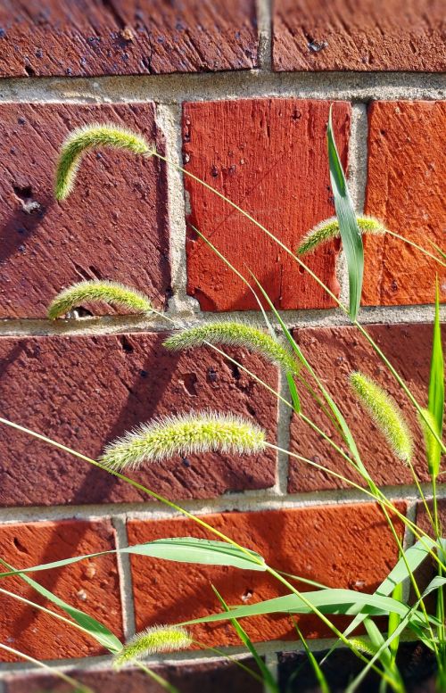 setaria viridis wild grass green foxtail