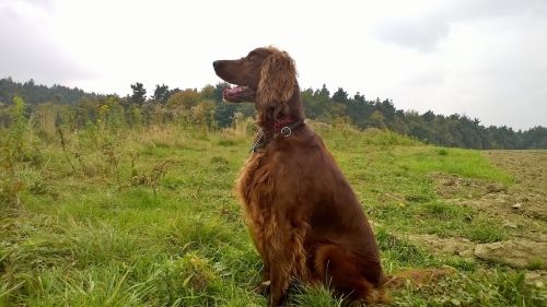 setter dog nature