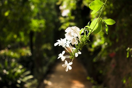 sevilla  flower  white flower