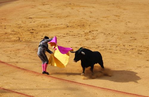 seville bull fighting bull