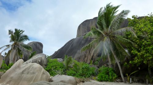 seychelles palm trees indian ocean