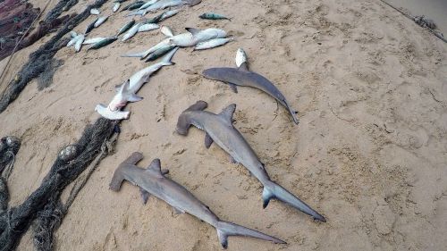 seychelles beach fishing